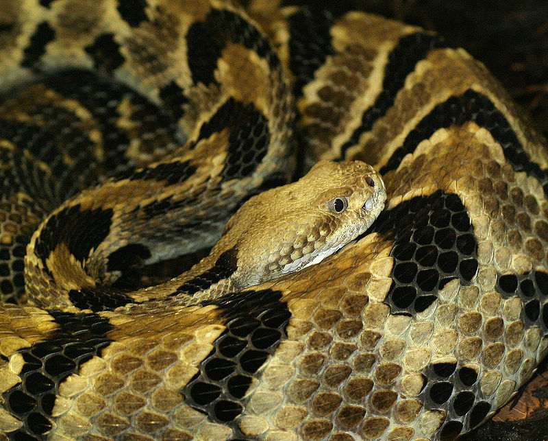 un serpent